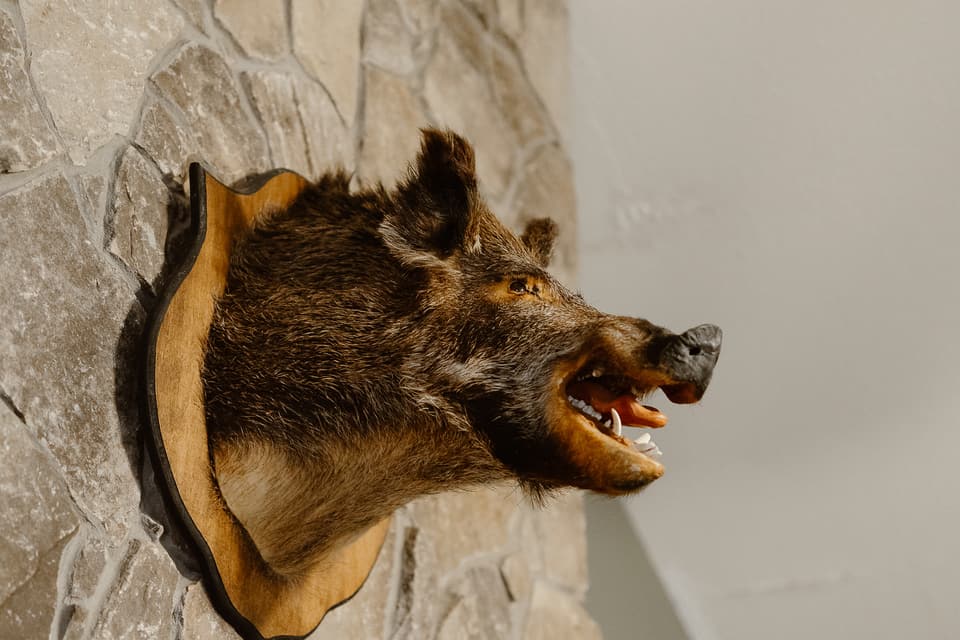 A mounted boar’s head on the stone chimney breast