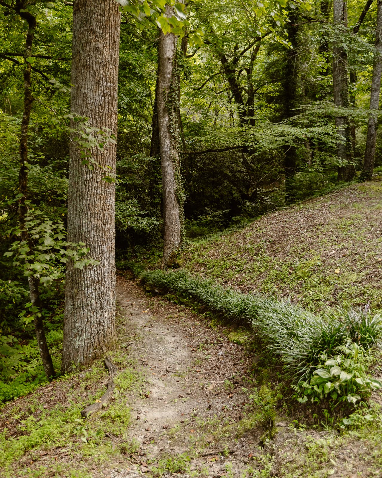A narrow walking trail through the woods on the property